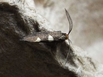 Incurvaria masculella 